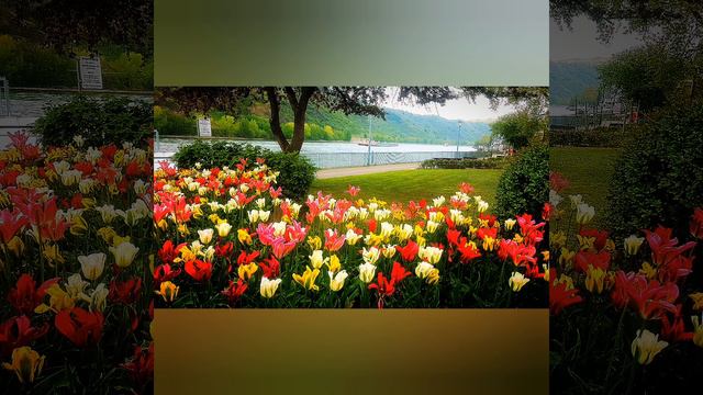 "Лебеди" - песня-романс. Музыка и слова, вокал и гитара - Феликс Зигельбаум. смотреть онлайн