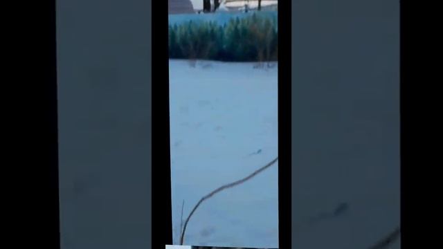 Оказалось, что это не Черныш-а Черныша смотреть онлайн