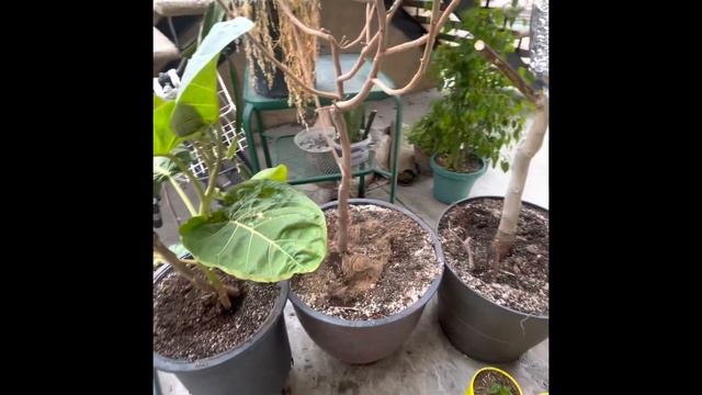 Recovering root rotten plants. Saving potted plants. Pot drainage. Root trimming. Repotting plants. смотреть онлайн