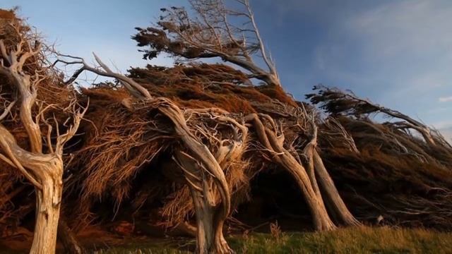 Самые Удивительные Деревья