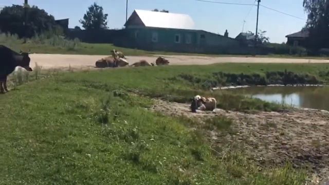 Royal Cow Life in RUSSIA смотреть онлайн