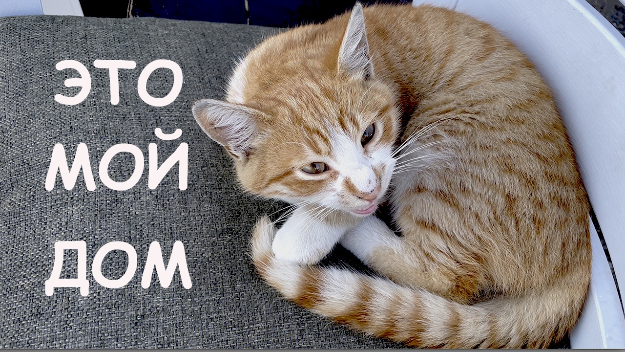 Турецкий Кошкин Дом