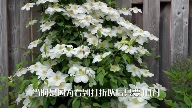 男神般的铁线莲“格恩西岛”/Clematis ‘Guernsey Cream‘