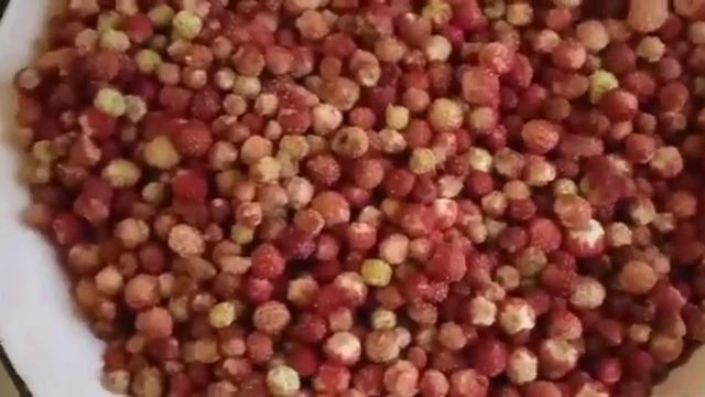 Немного о дарах сибирского леса. Земляника. смотреть онлайн
