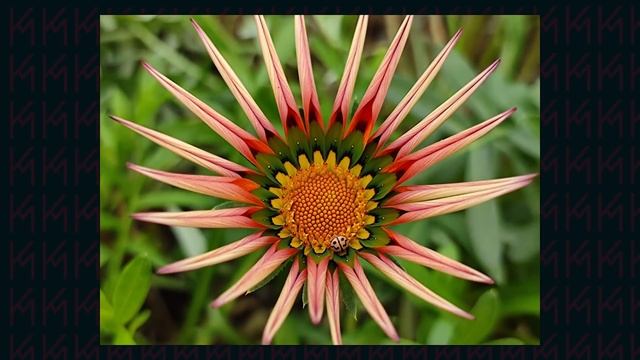 Best Camera Phones to Buy on Amazon Great Indian Festival 2021 смотреть онлайн