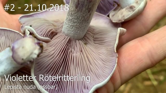 UNSERE TOP 4 | Pilzwanderungen 2018 | Steinpilz, Hexenröhrling, Raufußröhrling смотреть онлайн