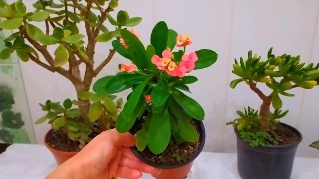 КОМНАТНЫЕ ЦВЕТЫ???ЦВЕТОЧНЫЕ НОВОСТИ. МОЛОЧАЙ МИЛЯ, САНСЕВИЕРИЯ, КРАССУЛЫ смотреть онлайн