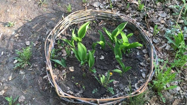 Посадила цветы на даче. Нужно больше календулы смотреть онлайн