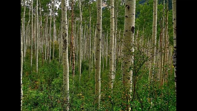 Какие деревья нельзя сажать рядом с домом | Народные приметы смотреть онлайн
