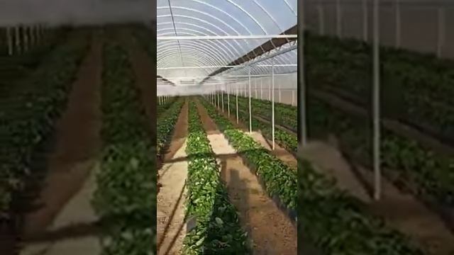 Теплица готова. Продолжение строительства теплицы. смотреть онлайн