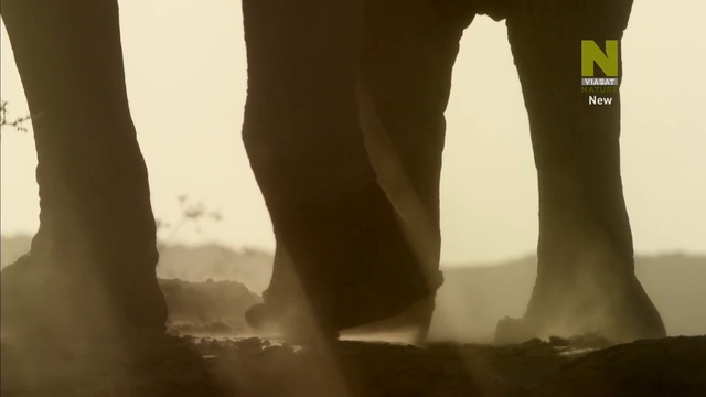  дикий, 1 смотреть онлайн