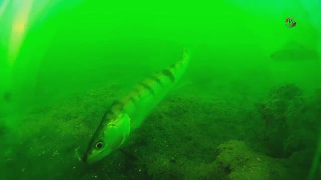 ПОКЛЕВКА СУДАКА на поплавочную удочку.Рыбалка на Озере в Адыгее. Fishing angeln la pesca câu cá смотреть онлайн