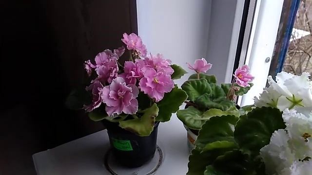 Цветут мои фиалочки.Делюсь с вами красотой. смотреть онлайн