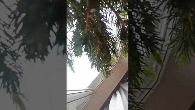 Как правильно ухаживать за хвойными- или как вырастить ель высотой с трехэтажный дом смотреть онлайн