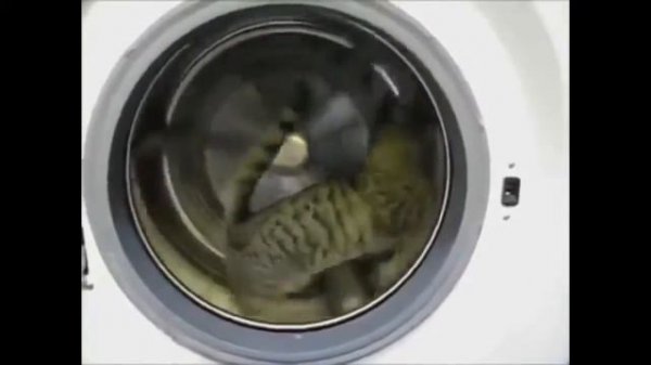 Почему кошка спит на человеке?