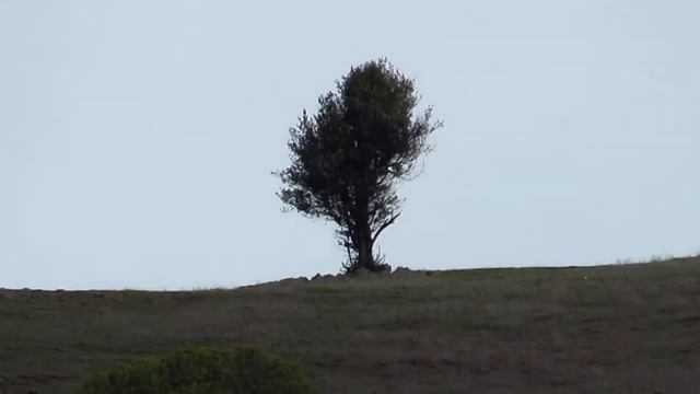 Canon SX50 Zoom Test