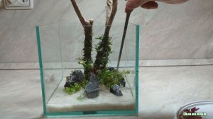 Мини аквариум / Mini aquascape