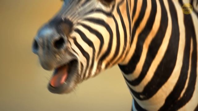 33 Awesome Facts You Didn't Know 5 Minutes Ago смотреть онлайн