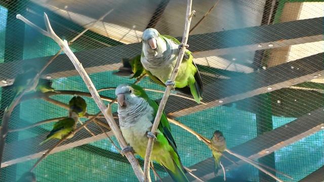 ЛЮБОВЬ И ПОПУГАИ Myiopsitta Monachus попугай монах квакер калита