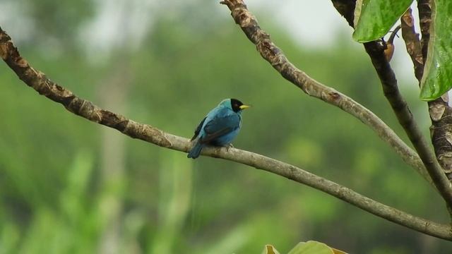 Música Relajante Para Pilates - Yoga - Meditación ?♀️? 60 Minutos (No Copyright Music)