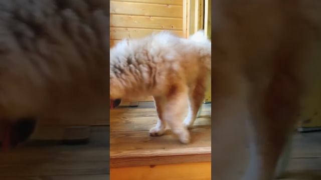 Акита Ину длинношёрстный? смотреть онлайн