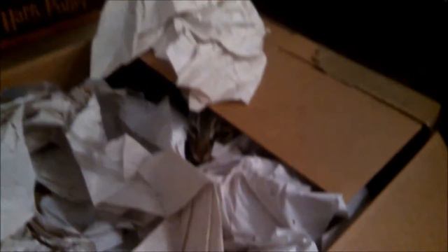 Ready to ship kitten смотреть онлайн