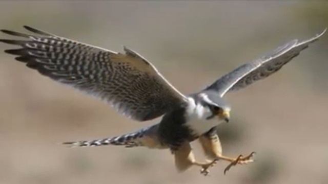 Самая быстрая птица в мире !!! смотреть онлайн