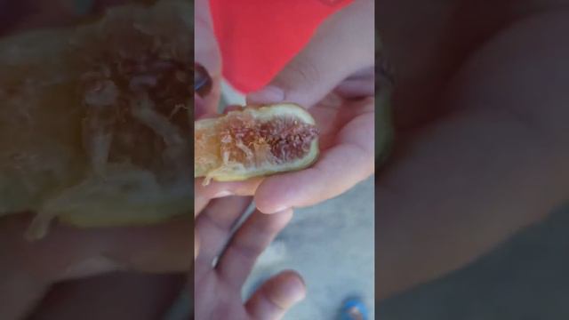Брунсвик спелый плод. смотреть онлайн