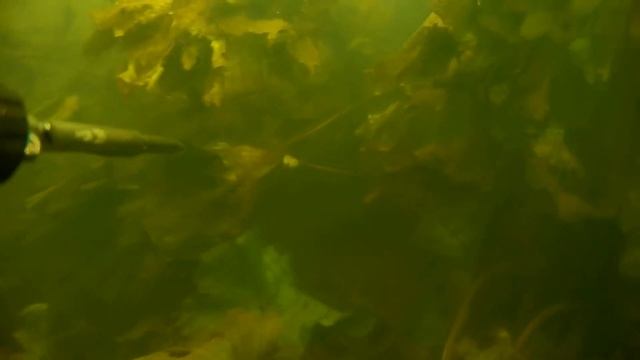 Подводная Охота на малых реках.сентябрь 2020 смотреть онлайн