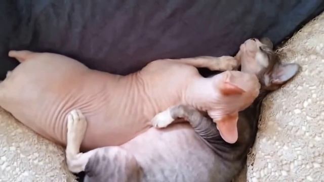 Канадский сфинкс кот !Видео прикол ! Смотреть! смотреть онлайн