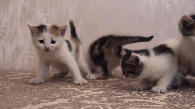 А у нас сегодня кошка родила вчера котят... смотреть онлайн
