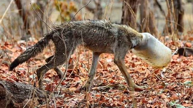 2 ЧАСА ПАРНИ ПРЕСЛЕДОВАЛИ ВОЛКА .ОНИ ПРОСТО НЕ ИМЕЛИ ПРАВА ЕГО БРОСИТЬ смотреть онлайн