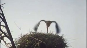 Белые росы.mp4