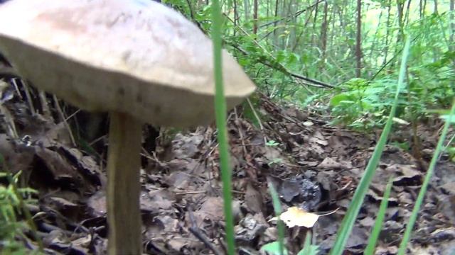 Грибы подмосковного леса летом. Подберезовики, подосиновики,белые, опята, свинушки. смотреть онлайн