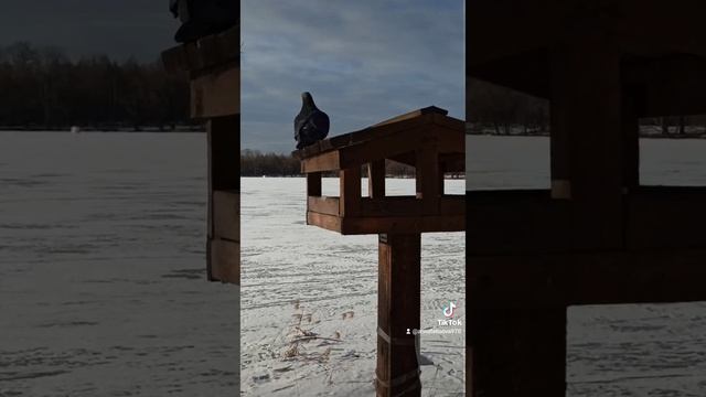 Голубь на кормушке