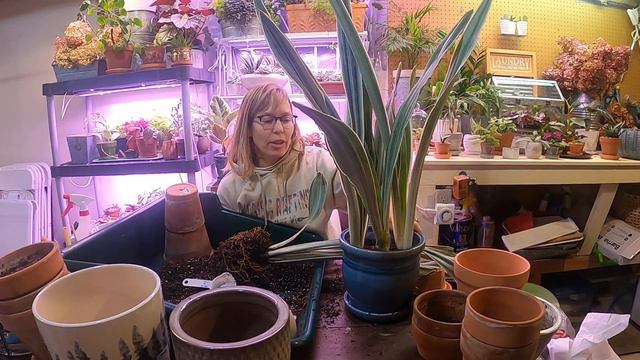 Repotting Coleus Cuttings & Sansevieria Sayuri 💞🪴💞// Suburban Oasis смотреть онлайн