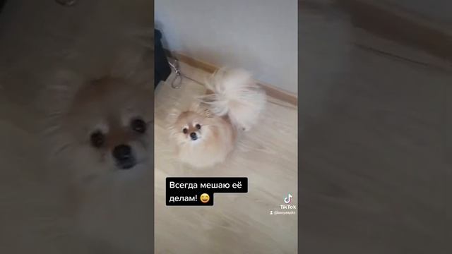 Шпиц очень игривая собачка! смотреть онлайн