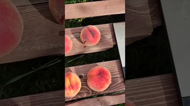 ? Персик в Беларуси. Созрел сорт Ред Хэйвен. смотреть онлайн