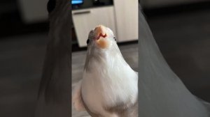 Смешной попугай |#SHORTS