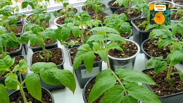 ОБЗОР РАССАДЫ НА 7 АПРЕЛЯ 2023 ГОДА + ЗАЩИТА РАССАДЫ ОТ КОТА. смотреть онлайн
