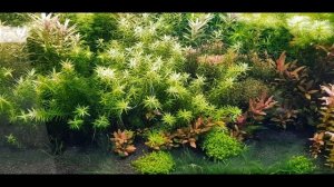 Сине зелёные водоросли в аквариуме.