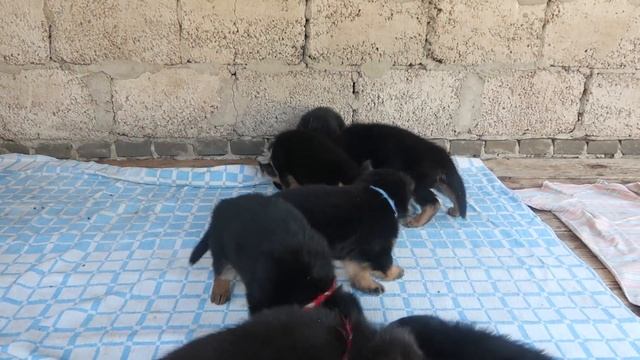 ЮБИЛЕЙ-1000, ЩЕНКАМ НЕМЕЦКОЙ ОВЧАРКИ - 1 МЕСЯЦ!!! смотреть онлайн