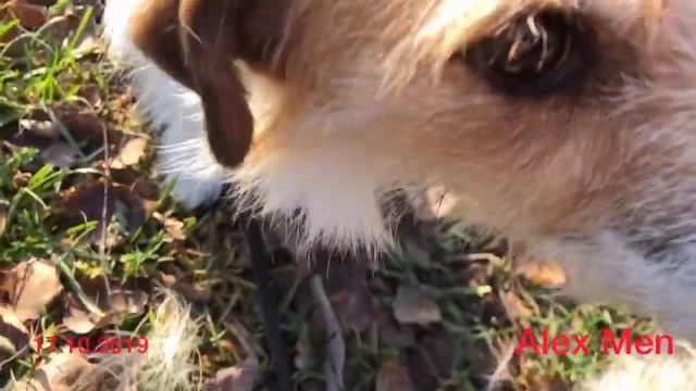 Как расчесать собаку щеткой шесть))) 17.10.2019. смотреть онлайн