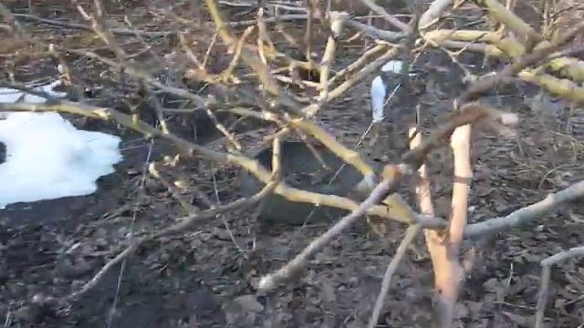 Формировка деревьев по И В Мичурину в Харькове смотреть онлайн