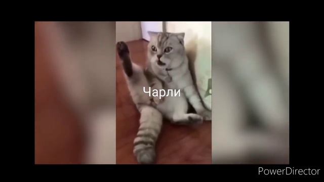 Реакция Чарли когда Луна его кастрировала смотреть онлайн