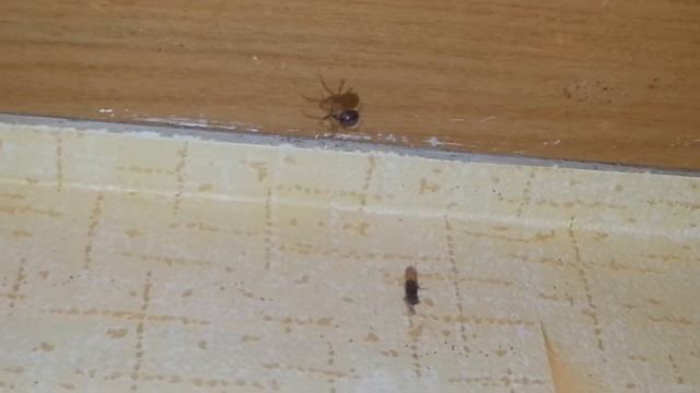 Что бывает, когда заходишь на чужую территорию! смотреть онлайн