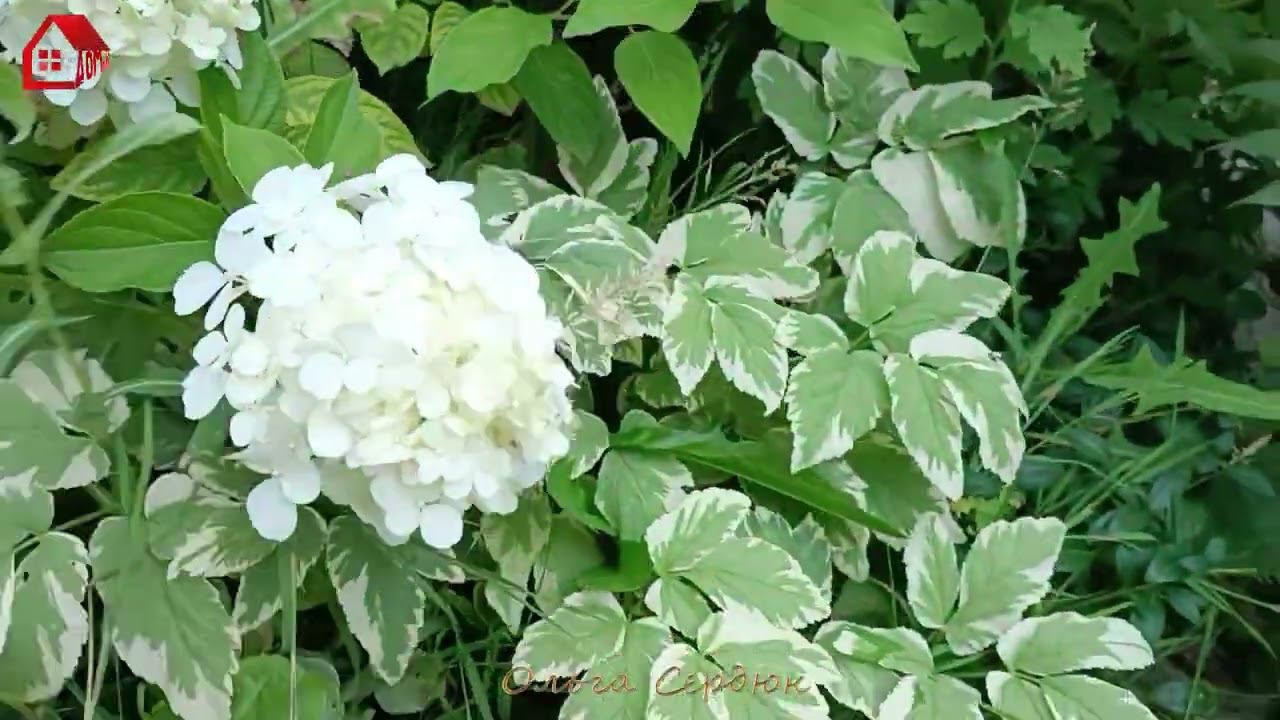 Летние зарисовки в июле. смотреть онлайн