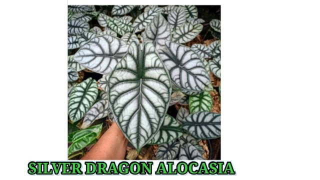 VARIETIES OF ALOCASIA | IDENTIFICATION (ID) | with Description смотреть онлайн