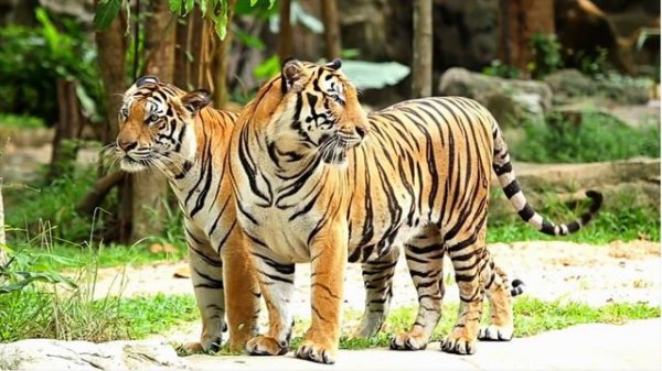 JUNGLE MUSIC  (МУЗЫКА ДЖУНГЛЕЙ )