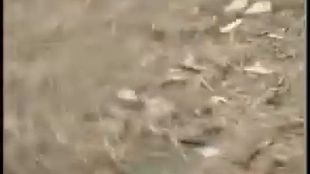 Elvis Alpiyskaya Semya ( 2 months) - первая прогулка.avi смотреть онлайн